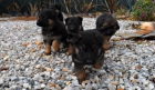 Cachorros Pastor aleman - mejor precio | unprecio.es