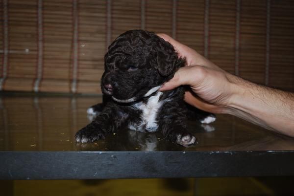 cachorros perro de aguas español