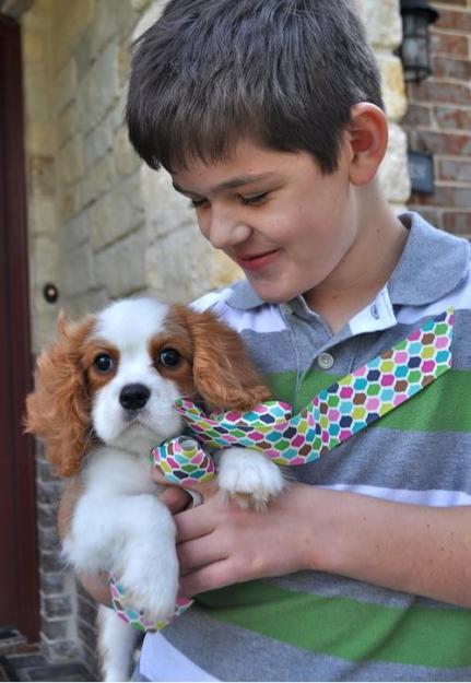 Cavalier King Charles Spaniel