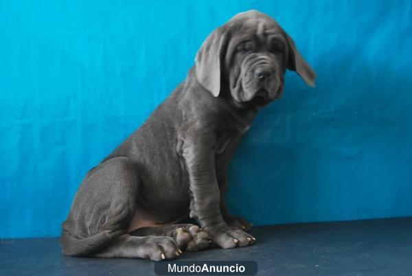 mastin napolitano disponibles con 2 meses