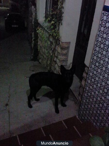 Pastor belga abandonado