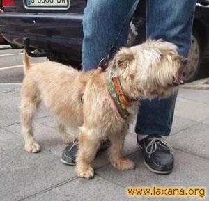 Perros en adopción cachorros o adultos, distintos tamaños