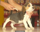 PRECIOSOS BEAGLE -- EN MADRID --- 629.955.209 - mejor precio | unprecio.es