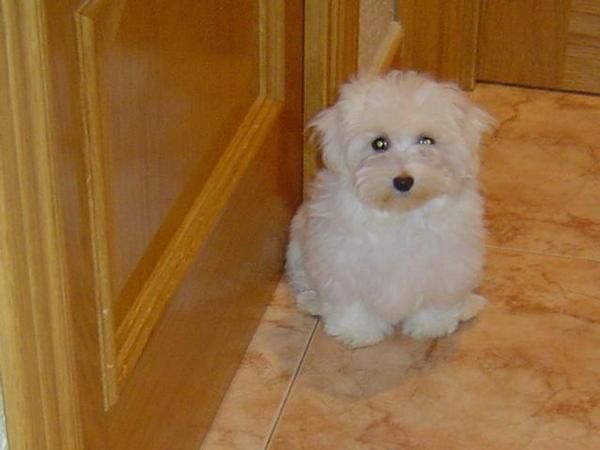 * * Bichon maltes macho con pedigree y afijo 420