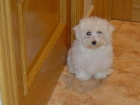 * * Bichon maltes macho con pedigree y afijo 420 - mejor precio | unprecio.es