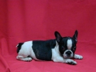 Bulldog Frances - mejor precio | unprecio.es