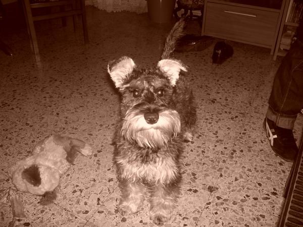 busco perrita schnauzer mini sal y pimienta para monta barcelona