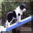 cachorros de border collie de buen hogar - mejor precio | unprecio.es