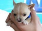 cachorros disponibles.chihuahua - mejor precio | unprecio.es