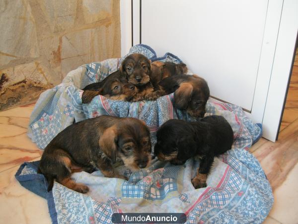 Cachorros Teckel