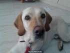 labrador en adopcion - mejor precio | unprecio.es