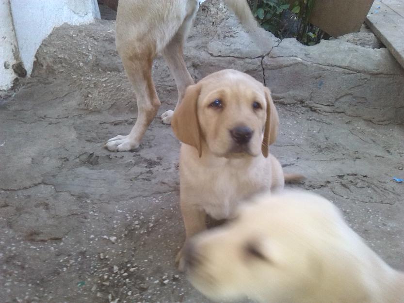 labradores Retriever