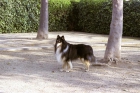 perro rough collie busca novia - mejor precio | unprecio.es