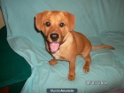 Se regala cachorro - mejor precio | unprecio.es