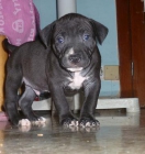 Vendo perrito ptbull blue nose - mejor precio | unprecio.es