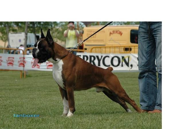 boxer cachorros dorados y atigrados
