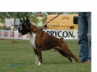 boxer cachorros dorados y atigrados - mejor precio | unprecio.es