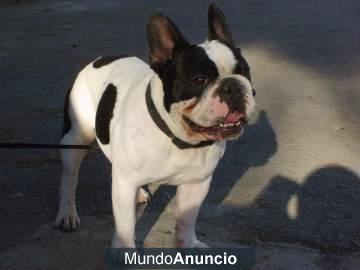 bulldog frances para monta en Malagase