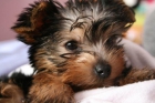 Cachorritos yorkshire terrier pura raza excelente linea en mallorca - mejor precio | unprecio.es