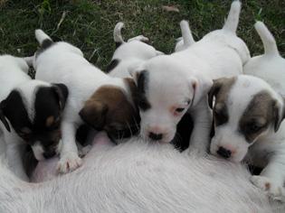 cachorros JACK RUSSELL con PEDIGREE