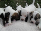cachorros JACK RUSSELL con PEDIGREE - mejor precio | unprecio.es