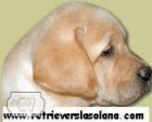 Camada Labrador Retriever - mejor precio | unprecio.es