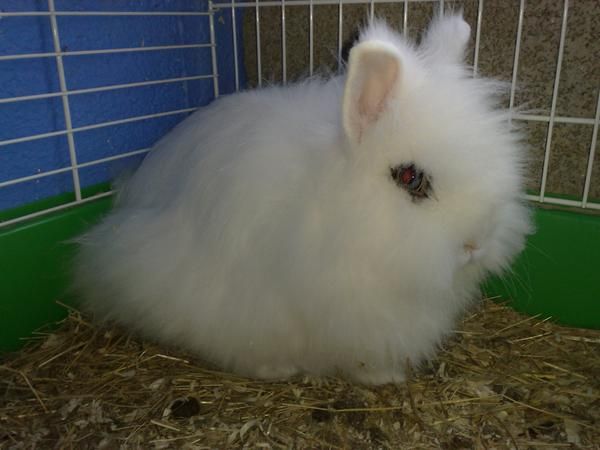 conejos de angora y jaulas