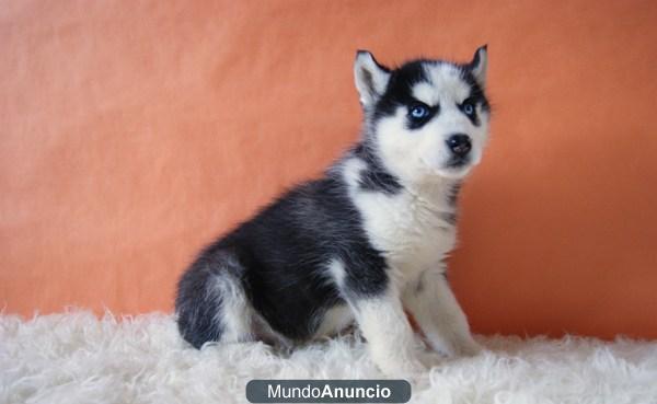 EXCELENTES CAMADA HUSKY SIBERIANO