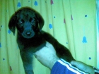 LABRADOR NEGROS 2 MESES CRIADOS CON NIÑOS - mejor precio | unprecio.es