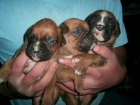 maravillosos cachorros de BOXER CON PEDIGREE 350 EUROS - mejor precio | unprecio.es