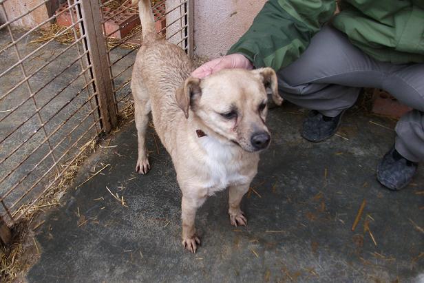 PIPO PERRITO PEQUEÑITO. AYUDA URGENTE!!