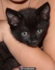 Regalo gatita - mejor precio | unprecio.es