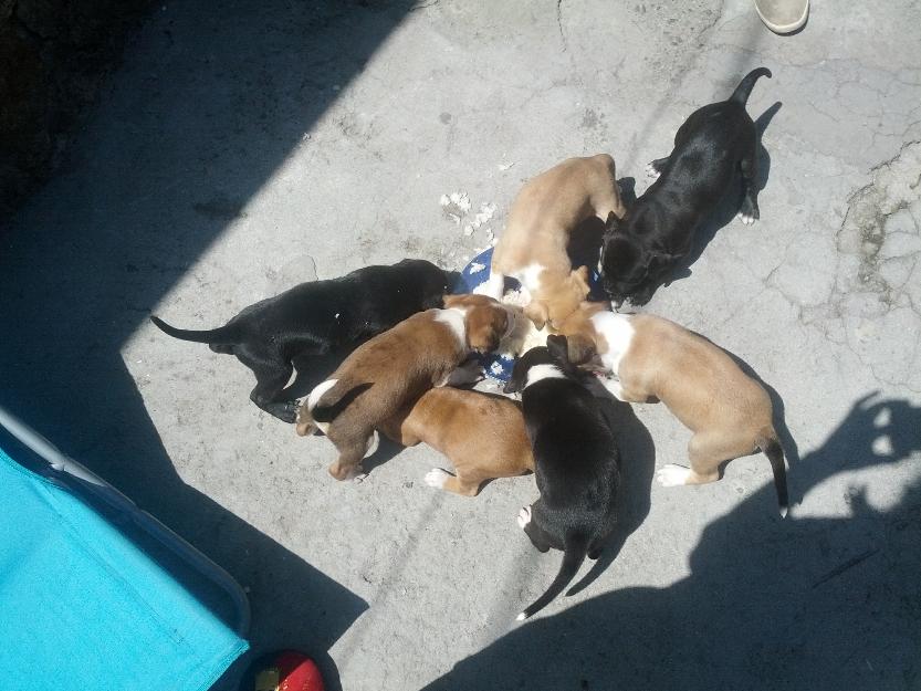 se venden cachorros american staffordshire