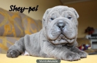 shar peis shey pei - mejor precio | unprecio.es