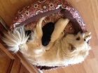 Vendo 4 Lulu de Pomerania - mejor precio | unprecio.es