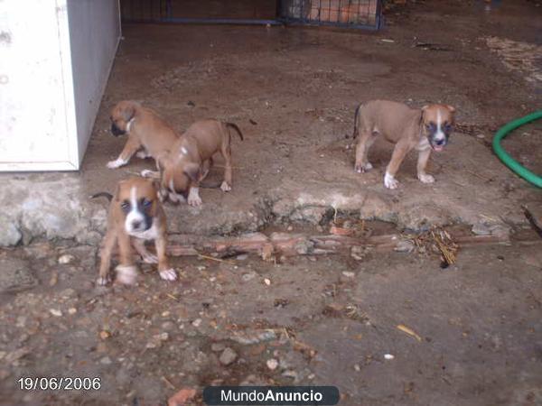Vendo Cachorros Boxer 80€