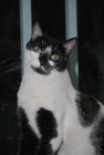 Adopta a Gaseosa te espera  en Madrid Felina. - mejor precio | unprecio.es