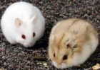 Adopto hamsters - mejor precio | unprecio.es