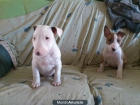 bull terrier - mejor precio | unprecio.es