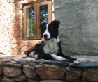 Cachorros border collie - mejor precio | unprecio.es
