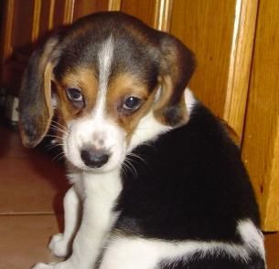 Cachorros de Beagle. ANIMALES DE LOS ENAMORADOS MASCOTA.