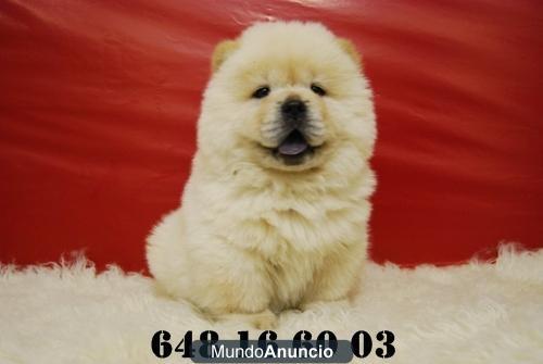 CACHORROS DE CHOW CHOW, SOMOS CRIADORES, SOMOS WWW.DOOGS.ES