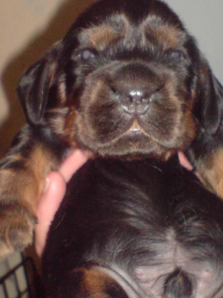 Cachorros de Cocker Spaniel