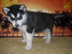 Cachorros de HUSKY SIBERIANO - 450 - GARANTIA Y PEDIGRI - mejor precio | unprecio.es