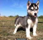 Husky siberiano con dos meses, 4 cachorros - mejor precio | unprecio.es