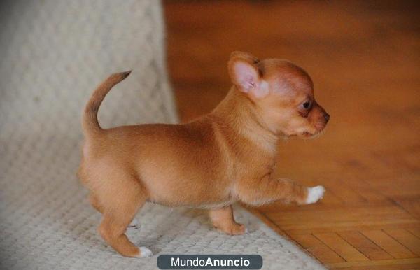 Lindo perrito chihuahua para dar, nacido