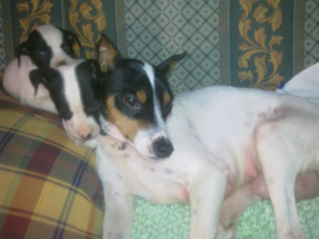 Preciosos cachorritos bodegueros andaluces