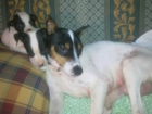Preciosos cachorritos bodegueros andaluces - mejor precio | unprecio.es