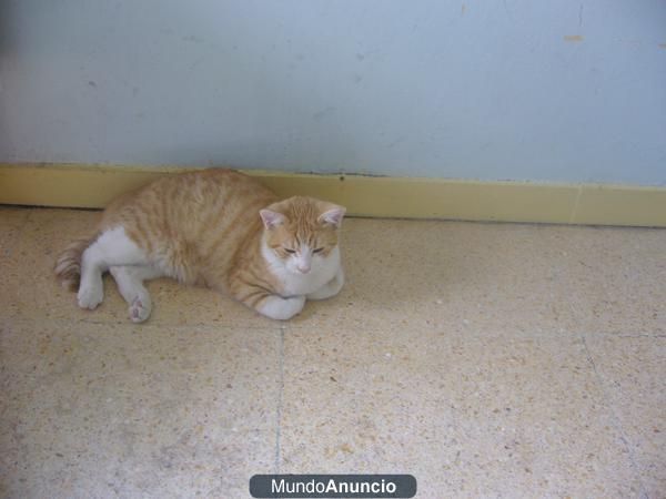 REGALO GATO