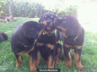 Rottweiler - mejor precio | unprecio.es